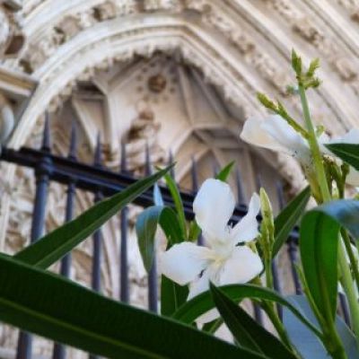 Plantas ante la puerta de los Leones